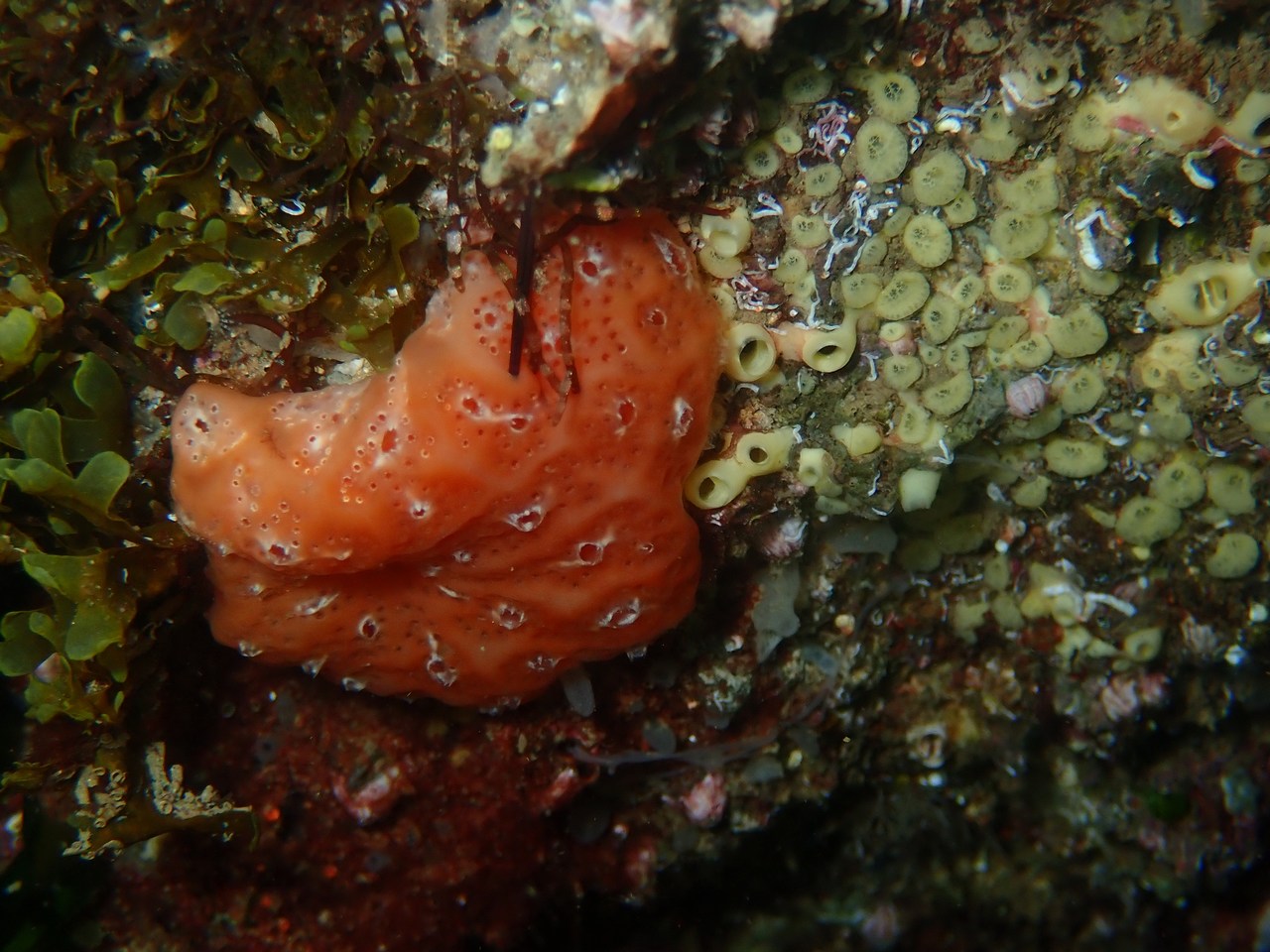 Cliona viridis